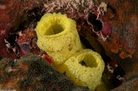 Phallusia julinea (Yellow Sea Squirt)