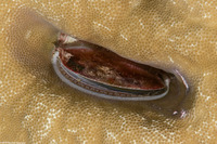 Pedum spondyloideum (Iridescent Scallop)