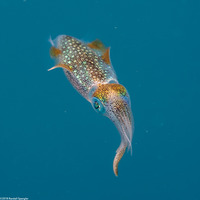 Sepioteuthis lessoniana (Bigfin Reef Squid)
