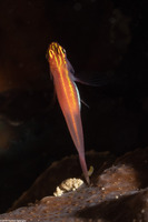 Eviota atriventris (Neon Dwarfgoby)