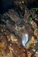 Tridacna maxima (Maxima Giant Clam)