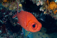 Myripristis vittata (Whitetip Soldierfish)