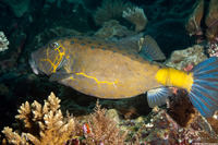 Ostracion cubicus (Yellow Boxfish)
