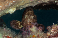 Epinephelus hexagonatus (Hexagon Grouper)