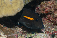 Acanthurus olivaceus (Orangeband Surgeonfish)