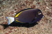 Acanthurus nigricans (Whitecheek Surgeonfish)