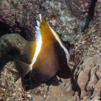 Heniochus varius (Humphead Bannerfish)
