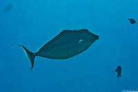 Naso brachycentron (Humpback Unicornfish)