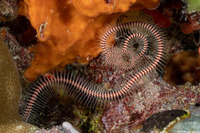 Ophiomastix caryophyllata (Spotted-Disc Brittle Star)