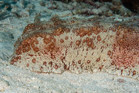 Thelenota anax (Amberfish Sea Cucumber)