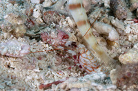 Alpheus bellulus (Tiger Snapping Shrimp)