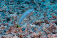 Ptereleotris heteroptera (Spottail Dartfish)