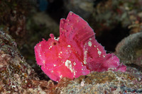 Taenianotus triacanthus (Leaf Scorpionfish)