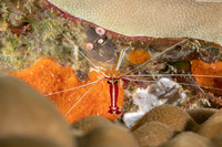 Lysmata amboinensis (White-Banded Cleaner Shrimp)