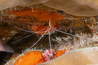Lysmata amboinensis (White-Banded Cleaner Shrimp)