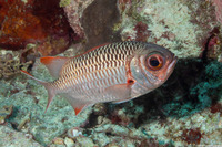 Myripristis violacea (Violet Soldierfish)