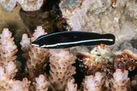 Labrichthys unilineatus (Tubelip Wrasse)