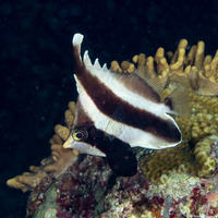Heniochus chrysostomus (Pennant Bannerfish)