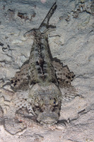 Cymbacephalus beauforti (Crocodile Flathead)