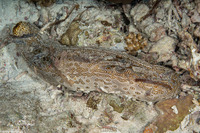 Bohadschia argus (Argus Sea Cucumber)