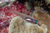 Cercamia eremia (Solitary Cardinalfish)