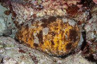 Actinopyga lecanora (White-Rumped Sea Cucumber)