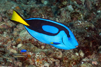 Paracanthurus hepatus (Palette Surgeonfish)