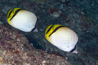 Chaetodon vagabundus (Vagabond Butterflyfish)