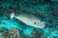 Naso annulatus (Whitemargin Unicornfish)