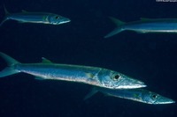 Sphyraena forsteri (Bigeye Barracuda)