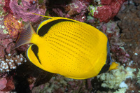 Chaetodon semeion (Dotted Butterflyfish)
