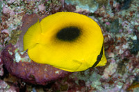 Chaetodon speculum (Oval-Spot Butterflyfish)