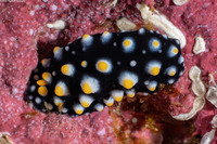 Phyllidia madangensis (Madang Phyllidia)