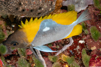 Hemitaurichthys polylepis (Pyramid Butterflyfish)