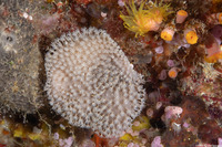 Sinularia sp.1 (Leather Coral)