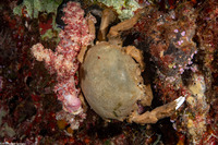 Lauridromia dehaani (De Haan's Sponge Crab)