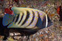 Pomacanthus sextriatus (Six-Banded Angelfish)