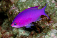 Pseudanthias pascalus (Purple Queen)