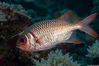 Myripristis violacea (Violet Soldierfish)