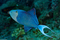 Odonus niger (Redtooth Triggerfish)