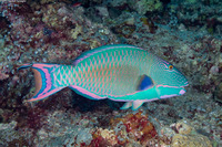 Cetoscarus ocellatus (Spotted Parrotfish)