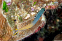 Plagiotremus laudandus (Bicolor Fangblenny)