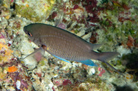 Chromis kennensis (Kenn Reef Chromis)