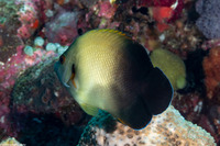 Centropyge vroliki (Pearl-Scaled Angelfish)