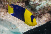 Centropyge bicolor (Bicolor Angelfish)