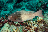 Scarus rubroviolaceus (Redlip Parrotfish)