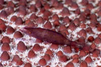Periclimenes soror (Sea Star Shrimp)