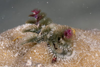 Spirobranchus sp.1 (Christmas Tree Worm)