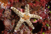 Neoferdina cumingi (Cuming's Sea Star)
