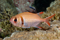 Myripristis kuntee (Pearly Soldierfish)